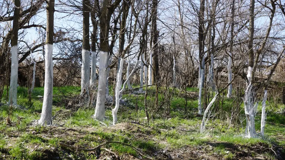 ТУРКЕСТАН: В ОРДАБАСИНСКОМ РАЙОНЕ ПРОВЕДЕН МАСШТАБНЫЙ СУББОТНИК НА ТЕРРИТОРИИ РОДНИКА «КӨЗДІ АТА» (3)