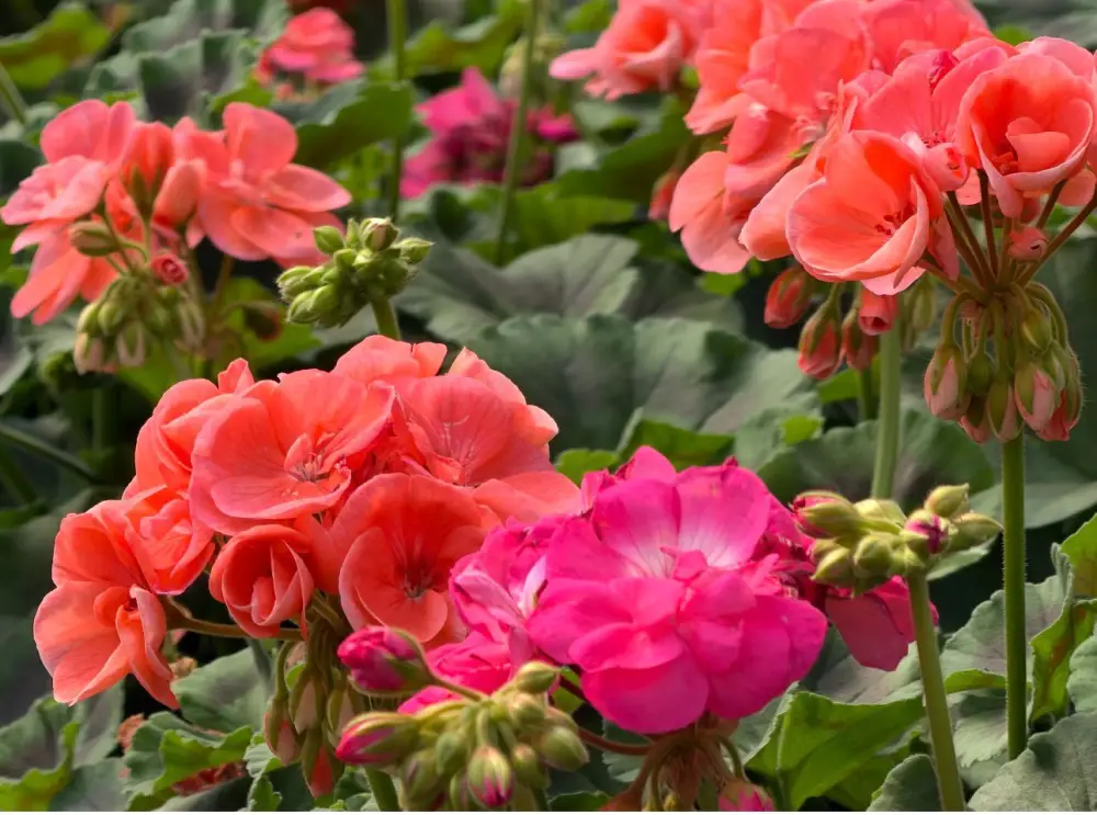 В Алматы цветы украсят более 380 тыс. кв. метров городских территорий (6)