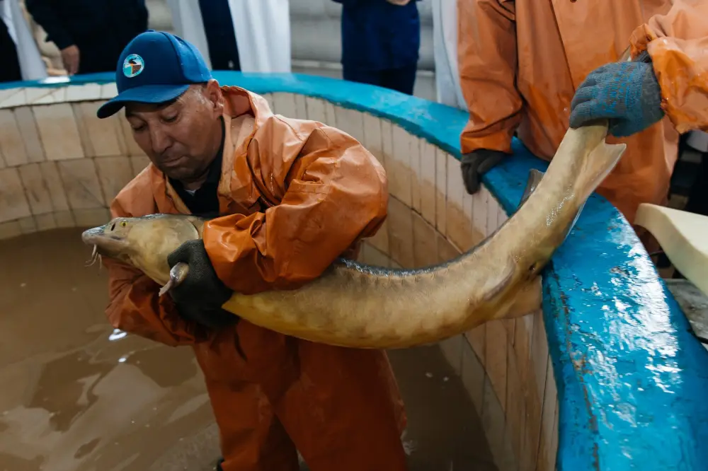 Запуск завода по выращиванию рыбы в Махамбетском районе: новые возможности для местной экономики и экосистемы Павлодаре