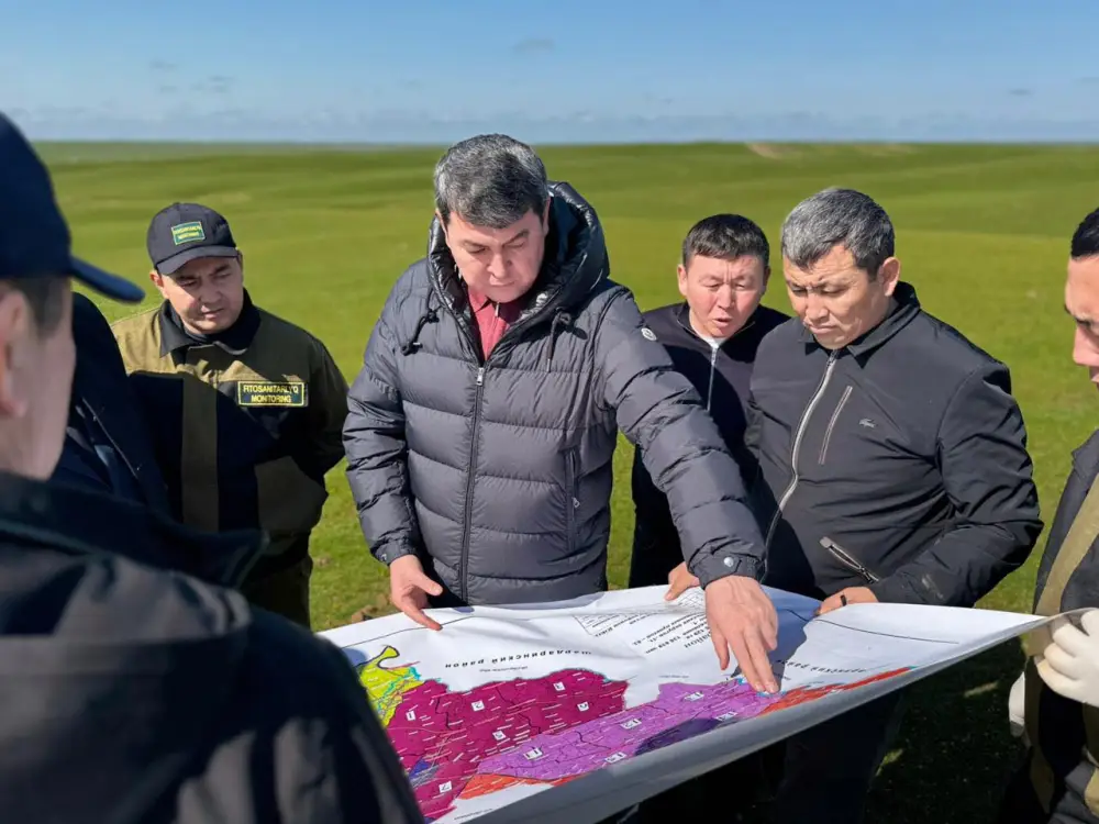 В Туркестанской области началась активная борьба с саранчой после выявления очагов с высокой плотностью вредителей Павлодаре