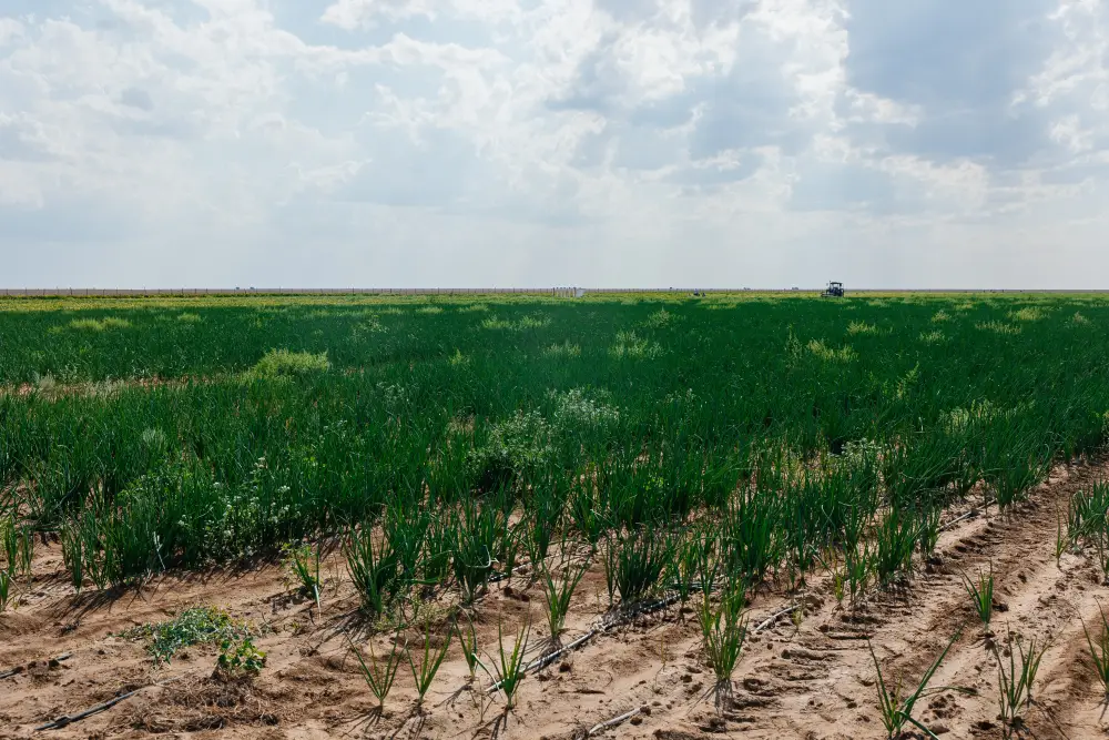 Увеличение посевных площадей в Атырауской области: перспективы для сельского хозяйства Казахстана Павлодаре