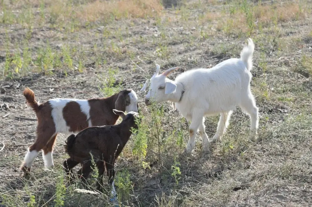 В ТУРКЕСТАНСКОЙ ОБЛАСТИ РАБОТЫ В СФЕРЕ ВЕТЕРИНАРИИ ВЕДУТСЯ ПО ПЛАНУ (7)