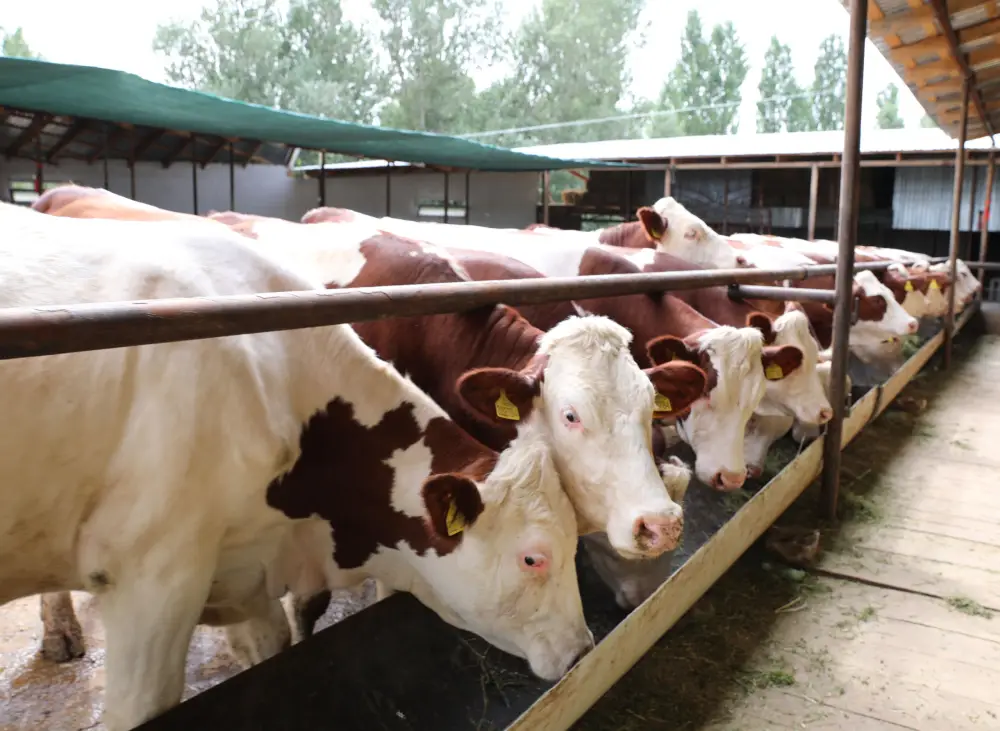 Более 2,5 тыс. человек работают в сфере переработки сельхозпродукции в Жамбылской области (2)