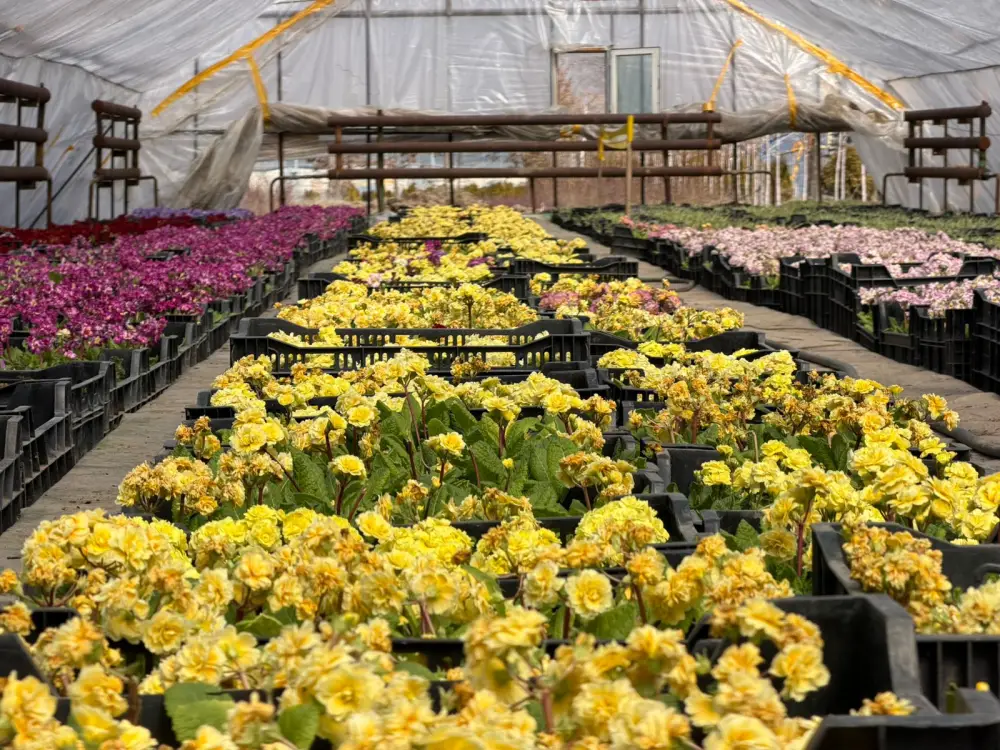 В Алматы цветы украсят более 380 тыс. кв. метров городских территорий (4)