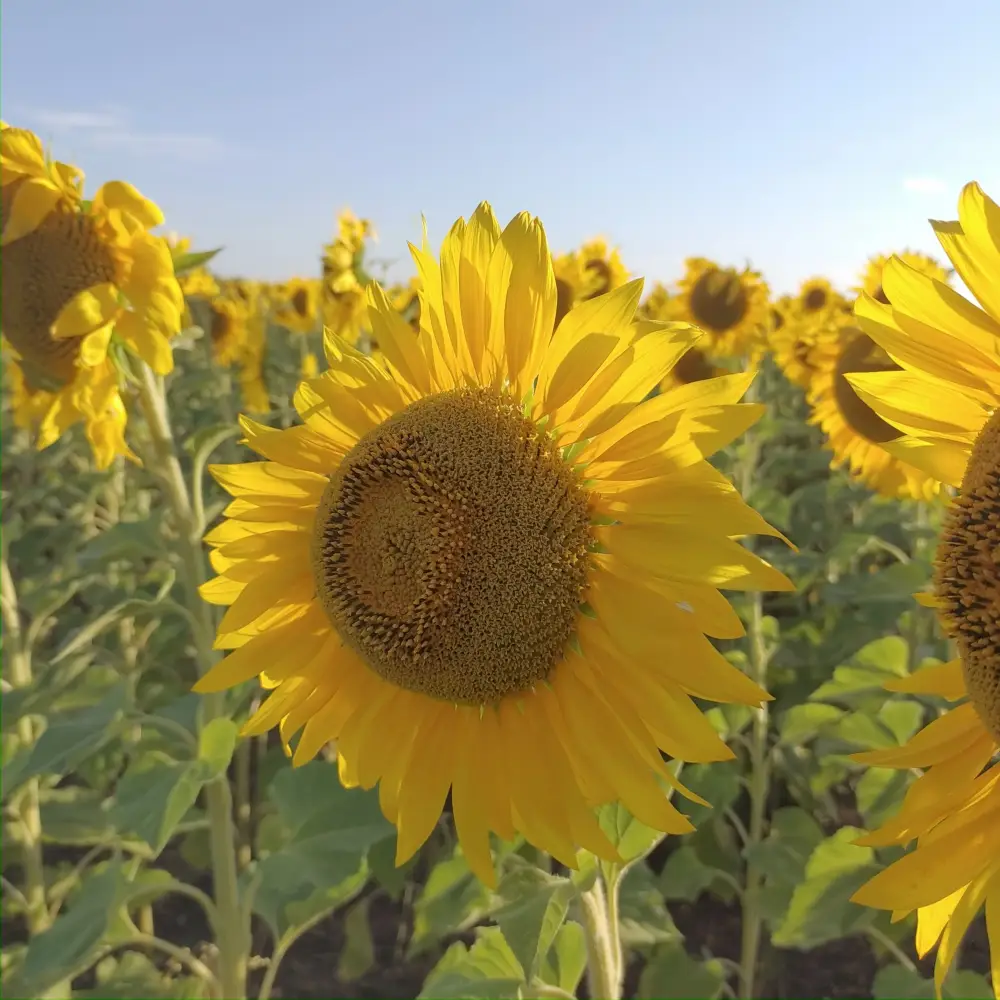 В Кокшетау началось строительство маслоэкстракционного завода мощностью 300 тыс. тонн растительного масла в год Павлодаре