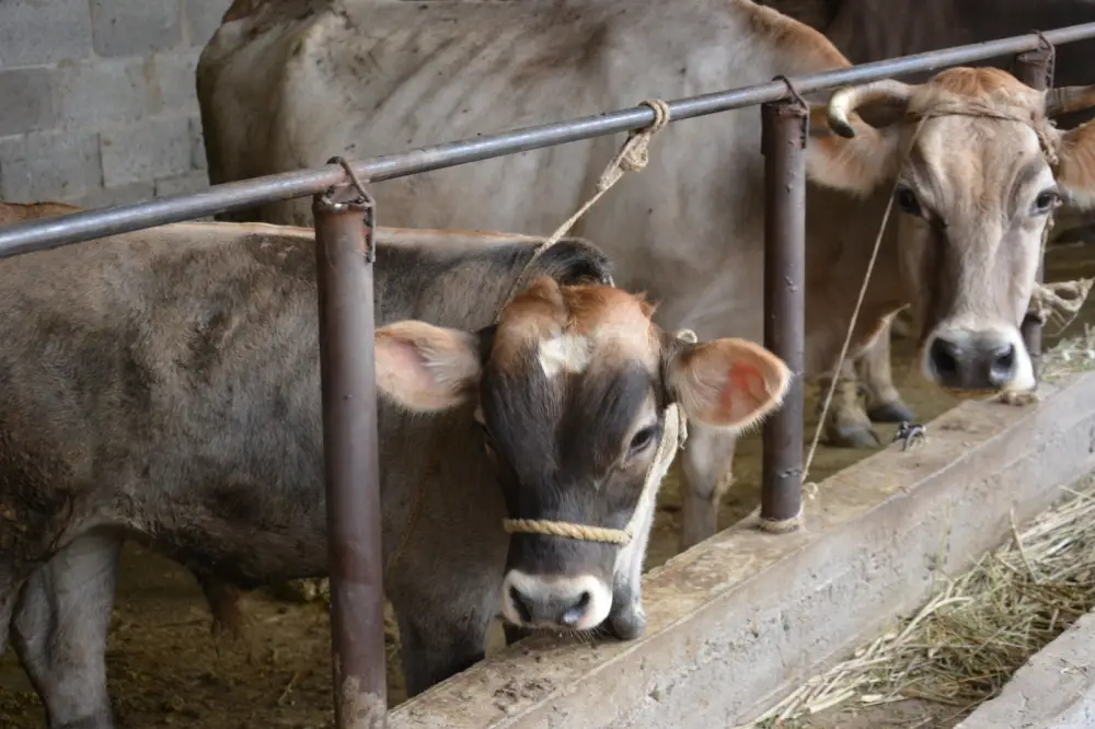 Рост животноводства в Жамбылской области: более половины сельхозпродукции обеспечивается мясом и молоком Павлодаре