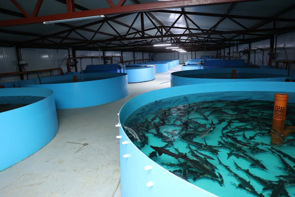 Развитие агропромышленности в Костанайском районе: новые возможности для местных фермеров и продовольственная безопасность региона Павлодаре