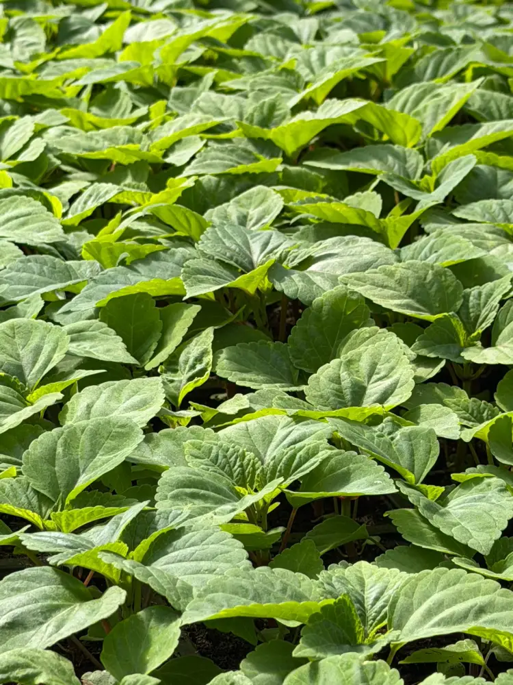 Озеленение Алматы: 387 тыс. кв. метров под цветы в 2026 году Павлодаре