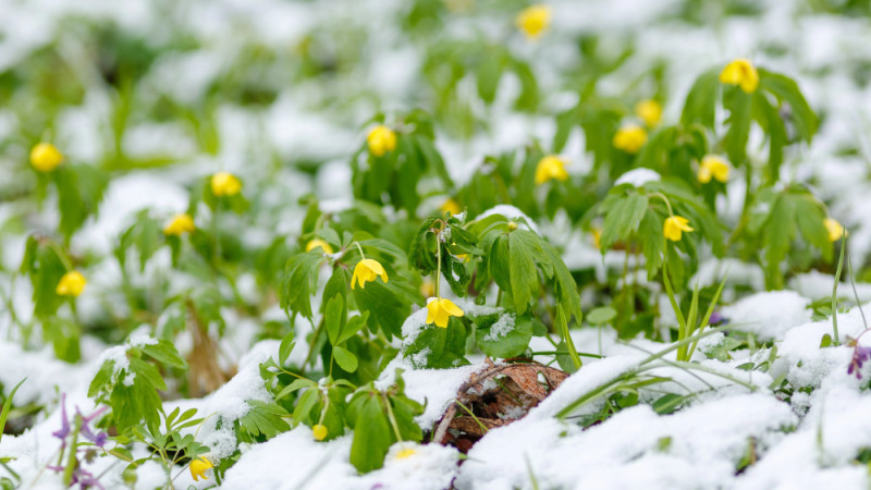Снег и дождь: Казахстан готовится к мощному циклонному натиску Павлодаре