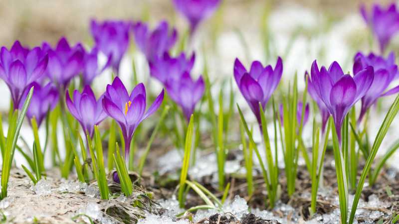 Тепло вернётся в Алматы: прогноз погоды на 12-14 марта Павлодаре