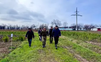 Рост зеленых насаждений в Туркестанской области: социальные и экологические перспективы