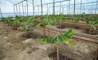 Отырар: Теплица для выращивания бананов открыта