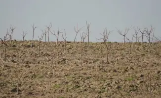 ТУРКЕСТАН: В КЕЛЕССКОМ РАЙОНЕ РАЗВИВАЮТ САДОВОДСТВО НА 30 ГЕКТАРАХ С ВЫСАДКОЙ ПЕРСИКА, ЧЕРЕШНИ И ВИНОГРАДА