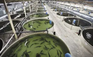 Развитие аквакультуры в Казахстане 40 проектов и инвестиции 54 млрд тенге