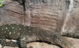 Редкие вараны Сальвадора успешно адаптировались в Алматинском зоопарке
