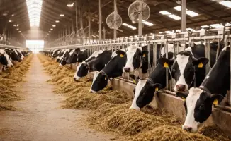 Улучшение ветеринарной инфраструктуры ВКО строительство ветеринарных станций пунктов и скотомогильников