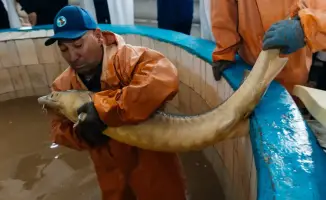 Запуск завода по выращиванию рыбы в Махамбетском районе: новые возможности для местной экономики и экосистемы