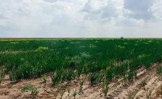 Увеличение посевных площадей в Атырауской области: перспективы для сельского хозяйства Казахстана