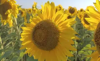 В Кокшетау началось строительство маслоэкстракционного завода мощностью 300 тыс. тонн растительного масла в год