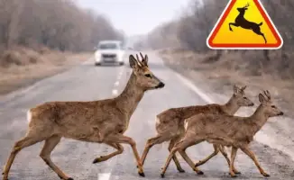 В Жетісу началась симфония дикой природы: миграция животных в разгаре!