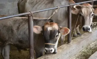 Рост животноводства в Жамбылской области: более половины сельхозпродукции обеспечивается мясом и молоком