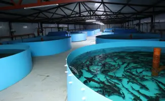 Развитие агропромышленности в Костанайском районе: новые возможности для местных фермеров и продовольственная безопасность региона