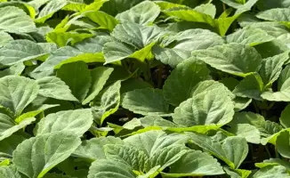 Озеленение Алматы: 387 тыс. кв. метров под цветы в 2026 году