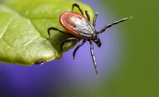 Опасные клещи в Казахстане: стиль охоты и лихорадка, клещи-мутанты преследуют человека