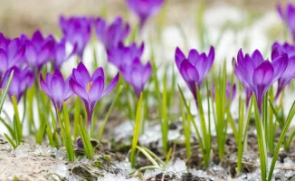 Тепло вернётся в Алматы: прогноз погоды на 12-14 марта