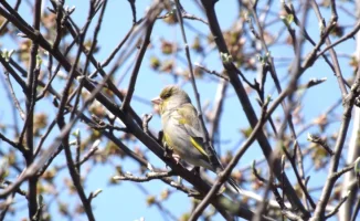 В Казахстане ожидается потепление до +20 градусов: синоптики Казгидромета представили прогноз на 17-19 марта