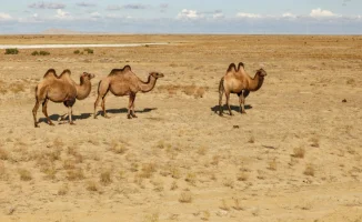 Казахстан готовится к аномальной жаре: температура поднимется до +32, что может повлиять на здоровье и сельское хозяйство
