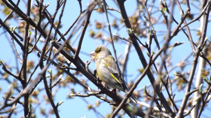 В Казахстане ожидается потепление до +20 градусов: синоптики Казгидромета представили прогноз на 17-19 марта Павлодаре