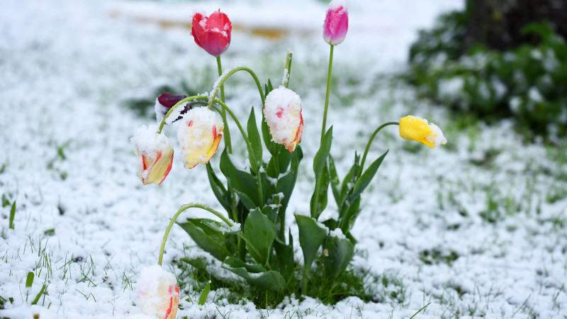 Синоптики Казгидромета прогнозируют возвращение морозов до -25 градусов в Казахстане на 7, 8 и 9 марта, что ставит под сомнение весенние ожидания жителей страны. Павлодаре