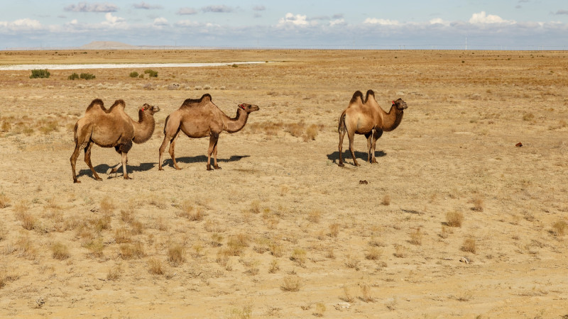 Казахстан готовится к аномальной жаре: температура поднимется до +32, что может повлиять на здоровье и сельское хозяйство Павлодаре