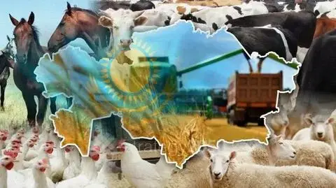 Успехи Абайской области в животноводстве: рекордные объемы производства мяса и молока в 2025 году