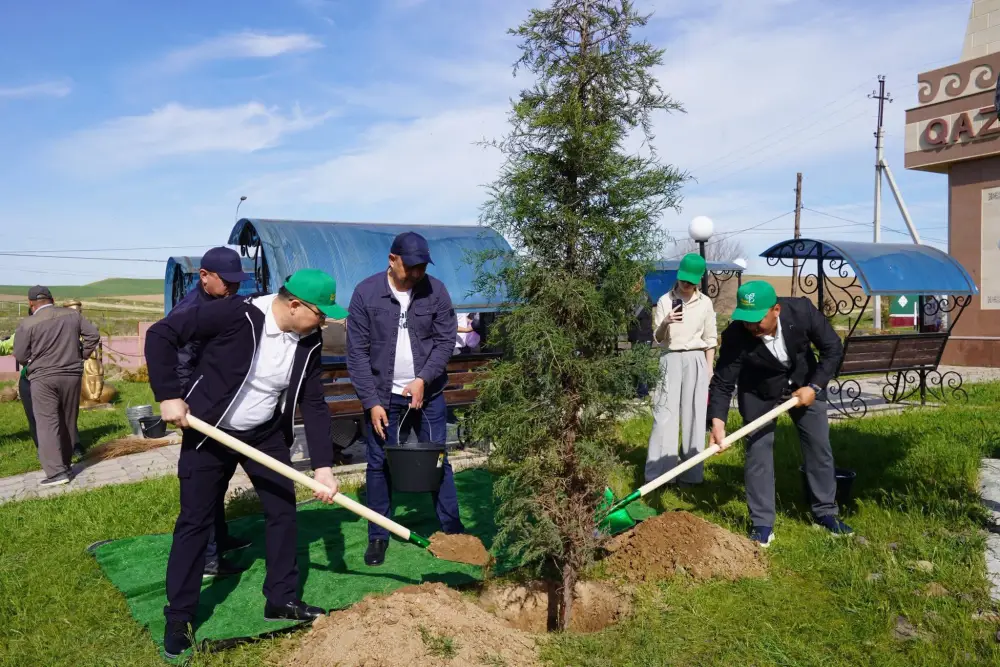 Высадка восьми тысяч саженцев в Казыгуртском районе в рамках проекта Таза Қазақстан Павлодаре