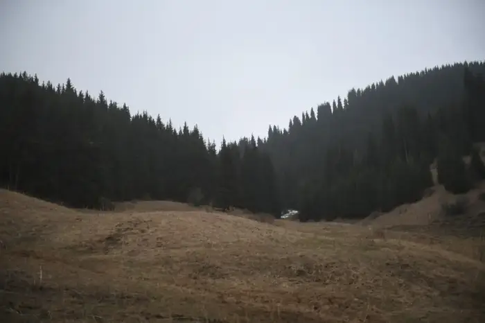 В Алматинской области высажено более 1 миллиона хвойных деревьев для восстановления лесов