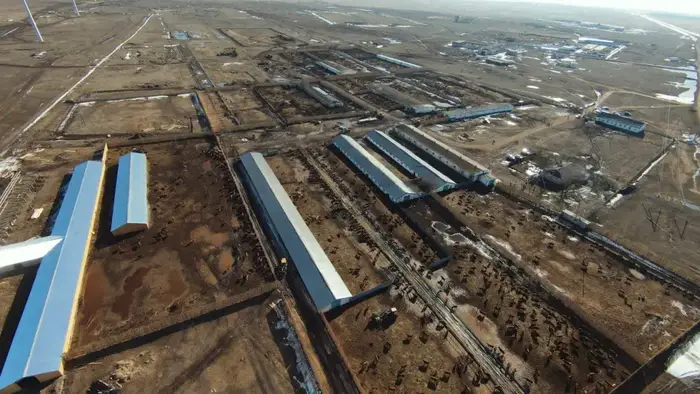 Калмыцкая порода КРС набирает популярность в Акмолинской области (9)