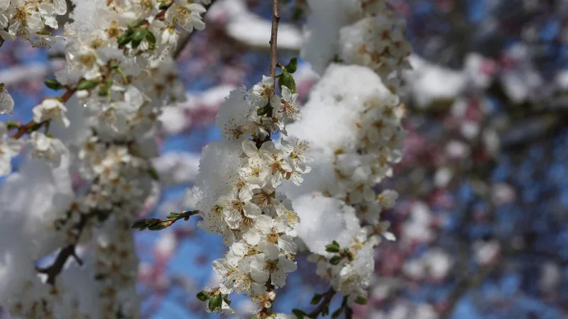 Казахстан в плену зимних объятий: морозы до -5 градусов окутали страну, синоптики предсказывают холодные дни 9-11 апреля Павлодаре