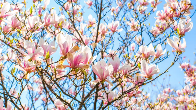 Тепло возвращается: Казахстан встречает весну с температурой до +28°C Павлодаре