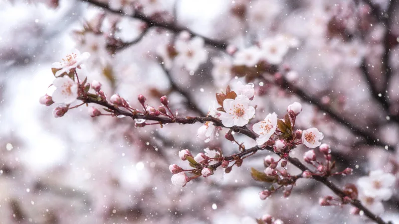 Снег и заморозки ожидаются в Казахстане: синоптики Казгидромета представили прогноз погоды на 25, 26 и 27 апреля Павлодаре