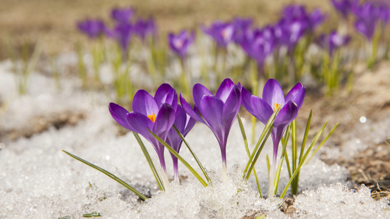 Казахстан устанавливает температурные рекорды: от морозов до аномального тепла в марте 2026 года Павлодаре