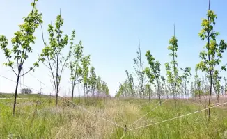 Караганда: когда деревья станут новыми сослуживцами?