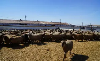 Увеличение популярности калмыцкой породы КРС в Акмолинской области