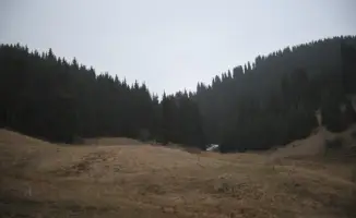В Алматинской области высажено более 1 миллиона хвойных деревьев для восстановления лесов
