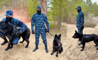 Служебные собаки — верные сыщики, раскрывающие дела в Абайской области