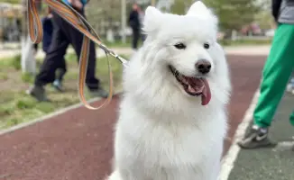 Чемпионат по собачьим боям: Павлодар принимает более 50 участников