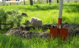 Павлодарские старшеклассники высаживают сосновую аллею: локальный вклад в экологию и будущее планеты