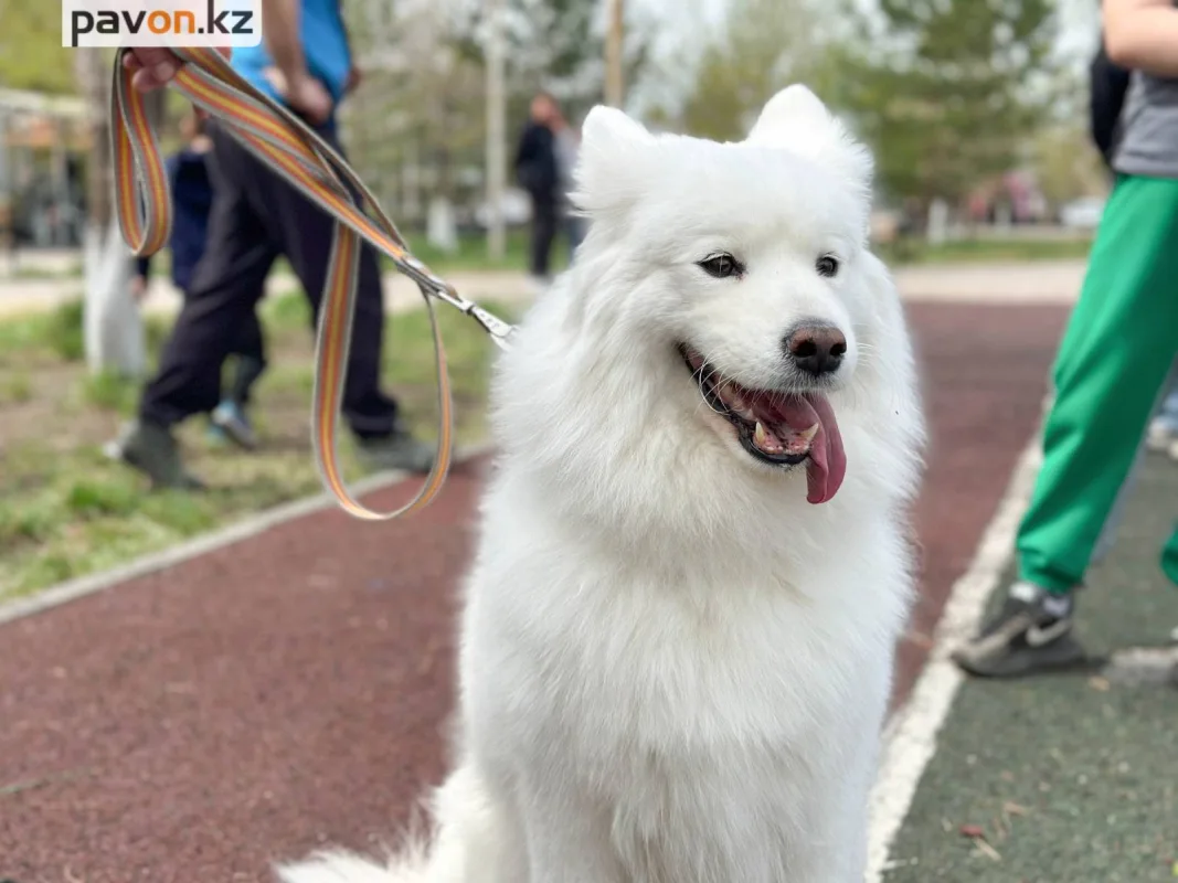 Чемпионат по собачьим боям: Павлодар принимает более 50 участников Павлодаре