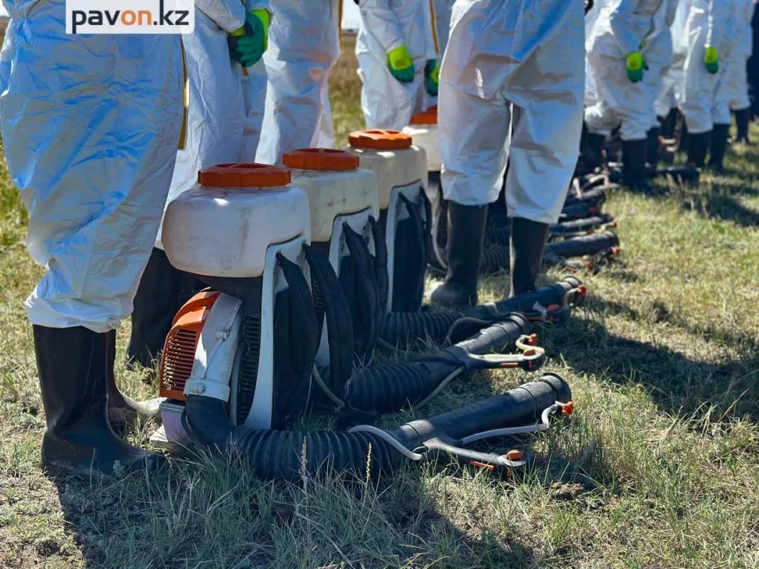 В Павлодаре продолжается международная борьба с комарами: обработка водоемов в центре внимания Павлодаре